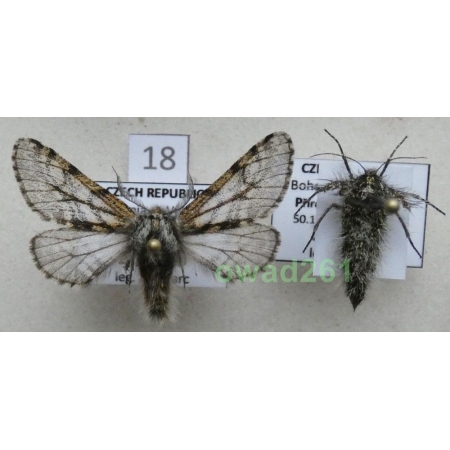 Lycia pomonaria (Hübner, 1790) pair Czech18